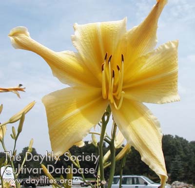 Daylily Blast from the Past